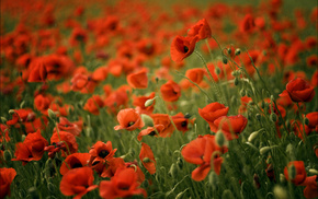 field, flowers, motion blur, poppies