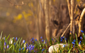 forest, flowers, spring