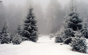 winter, forest, mist, snow, fir-tree