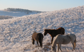 frost, winter, horse, animals