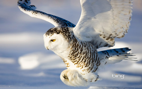 animals, owl, fly