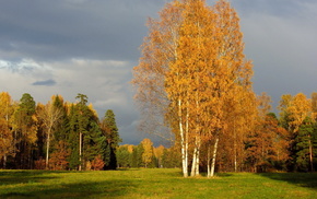 forest, autumn, Russia