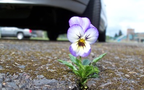 flower, flowers, road, city