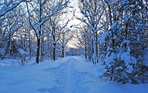 winter, snow, nature, forest