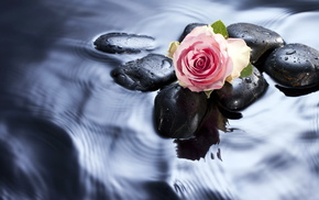 stones, rose, water, flowers