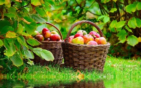 basket, nature, apples