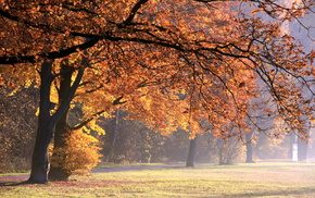 park, nature, autumn