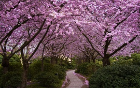 sakura, nature, trees, Japan, flowers