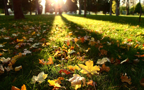 nature, leaves, autumn, Sun
