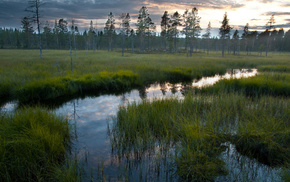 nature, water, forest, grass, reflection