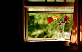 flowers, summer, window, stunner