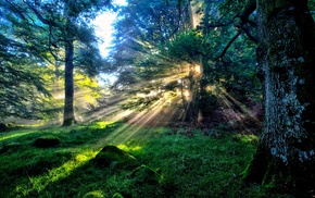 nature, sun rays, forest