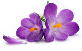flowers, petals