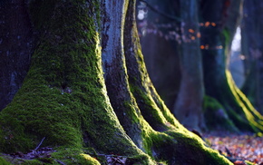 tree, moss, macro, nature