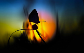 macro, grass, Sun, butterfly, silhouette