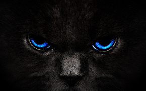 cat, eyes, black, animals