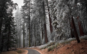 trees, forest, road, landscape, nature