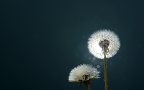 background, light, macro