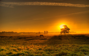 nature, field, sunset