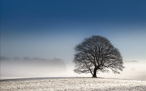 tree, winter, landscape, field