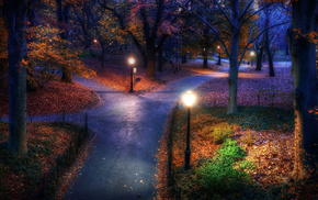 autumn, forest, trees, evening, park