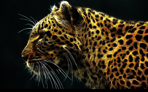 leopard, animals