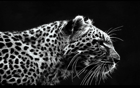 animals, leopard