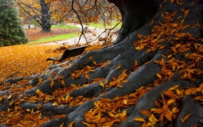 park, autumn, tree, leaves