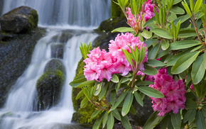 nature, branch, waterfall, macro, flowers