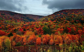 forest, landscape, autumn, trees