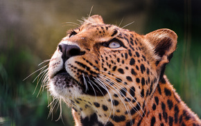 animals, eyes, leopard