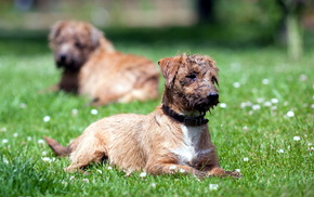 field, dog, animals, summer