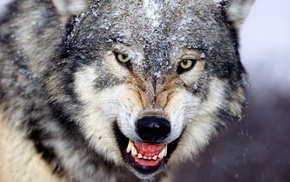 animals, wolf