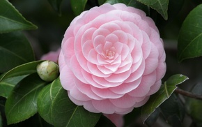 pink, flower, macro