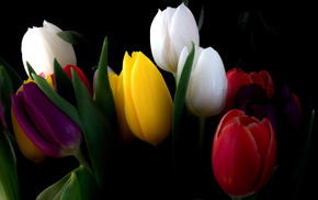 tulips, flowers, bouquet