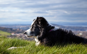 animals, sky, dog, grass