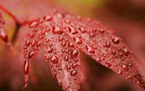 red, leaf, macro, dew, autumn