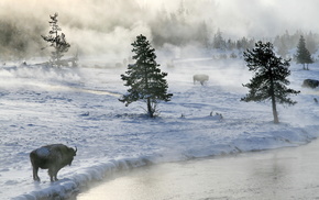 river, forest, winter, mist