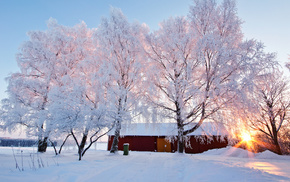 trees, nature, winter