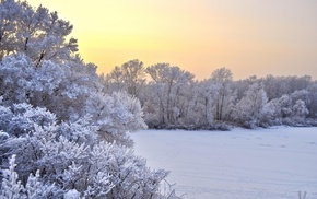 trees, nature, winter, field, snow