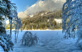 trees, snow, nature, winter