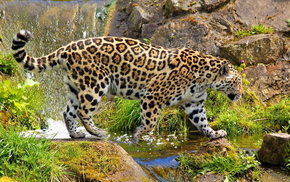 stones, animals, waterfall