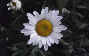 white, flowers