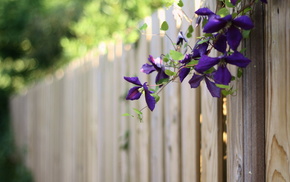 summer, fence, stunner, flowers