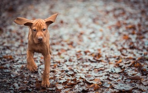 animals, dog, background, ears