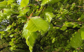 summer, leaves