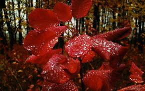 autumn, drops, leaves