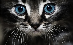 eyes, cat, animals