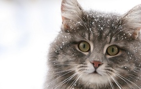 animals, cat, winter, snow