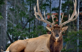 horns, snow, animals, deer